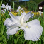 Iris ensata (Caprician Symphony) Japanese Iris